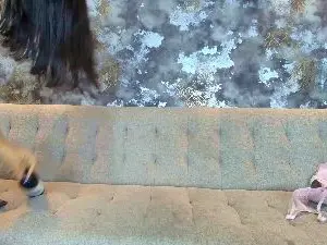 Cam4 Best Webcam of Zoe_TransGirl